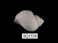 藏品(紫口珊瑚螺)的圖片